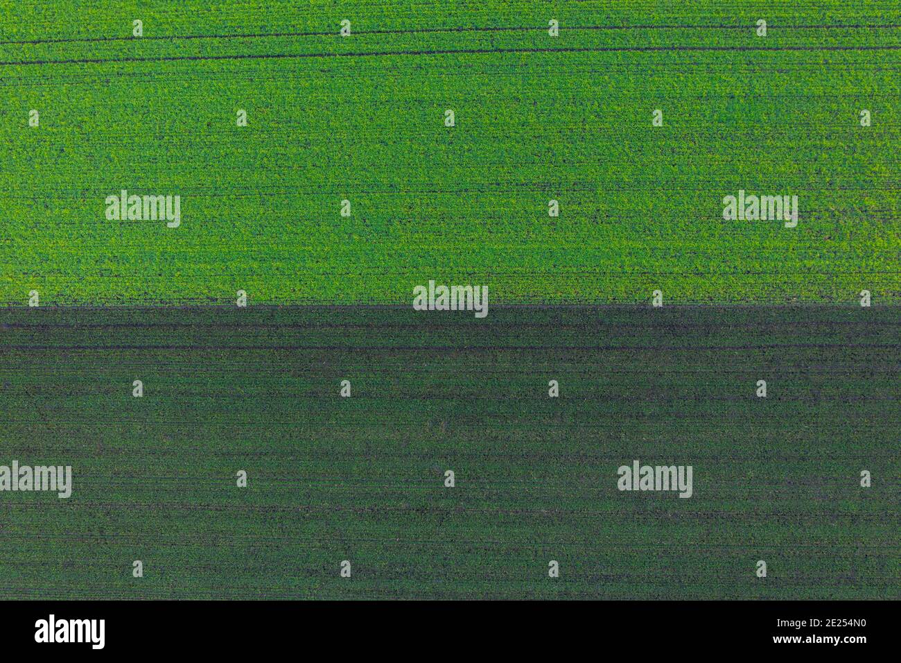 Előszállás, Hongrie - vue aérienne du champ de blé cultivé à la campagne, concept de ferme, texture agricole. Banque D'Images