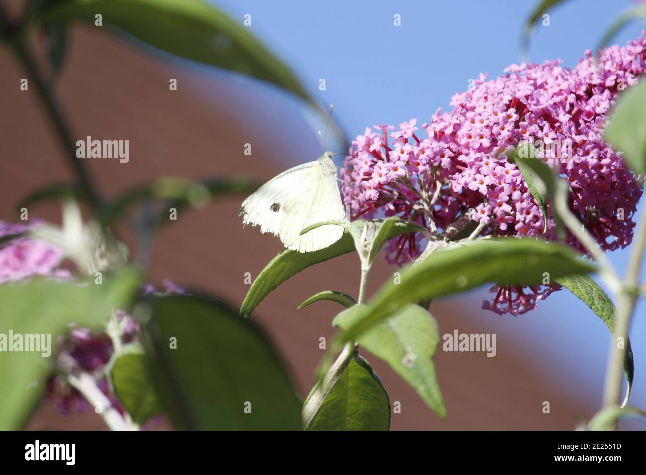 Mise au point sélective d'un papillon blanc sur une Buddleia fleur Banque D'Images