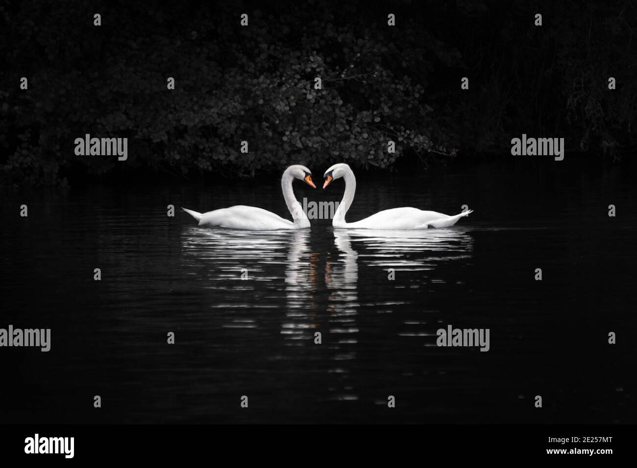 Deux cygnes formant un cœur sur fond noir. Carte de vœux Love, Saint-Valentin Banque D'Images
