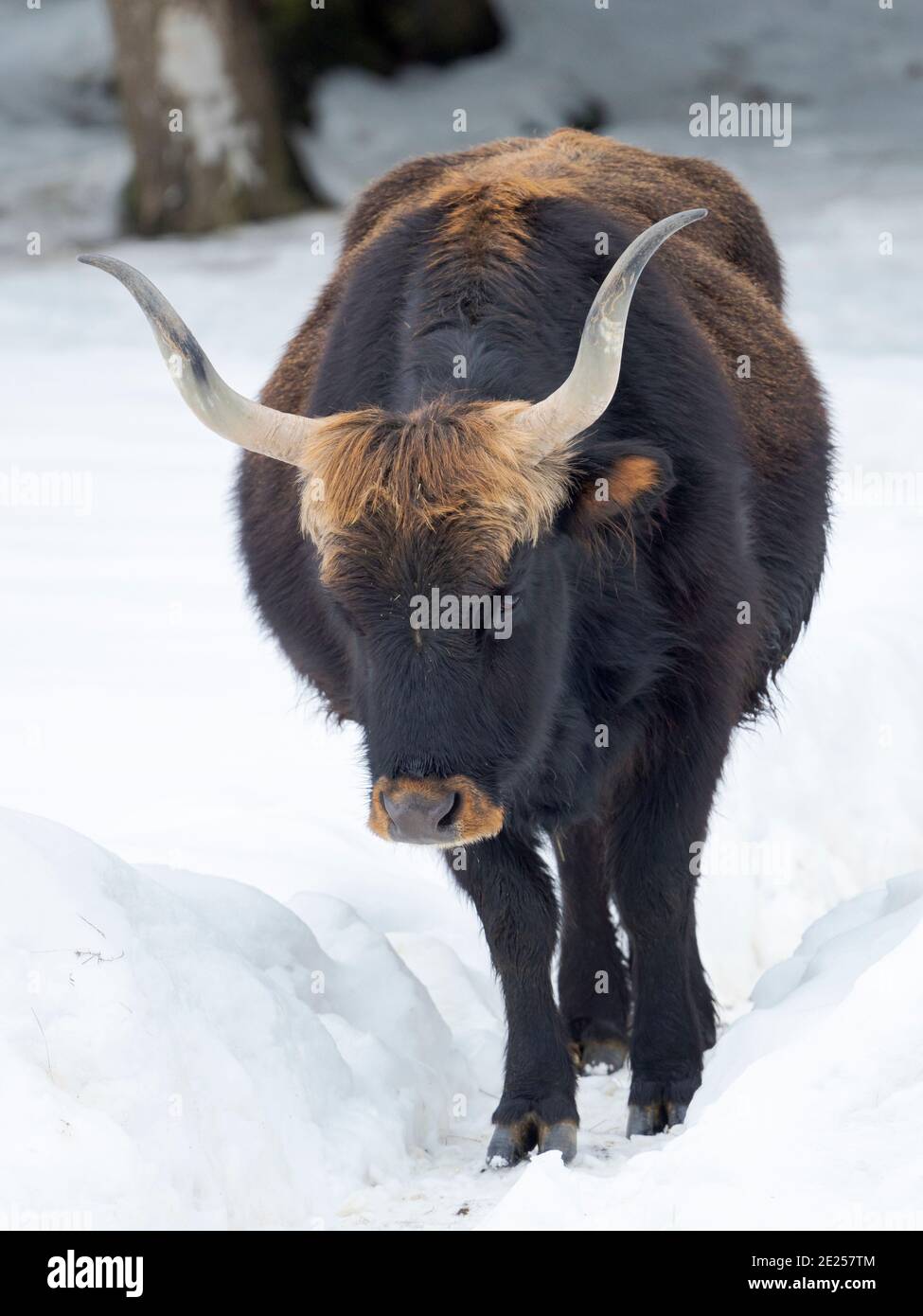 Heck Cattle (Bos primigenius taurus), une tentative de reproduire les Aurochs éteints à partir de bovins domestiques. Hiver dans le parc national de la forêt bavaroise ( Banque D'Images