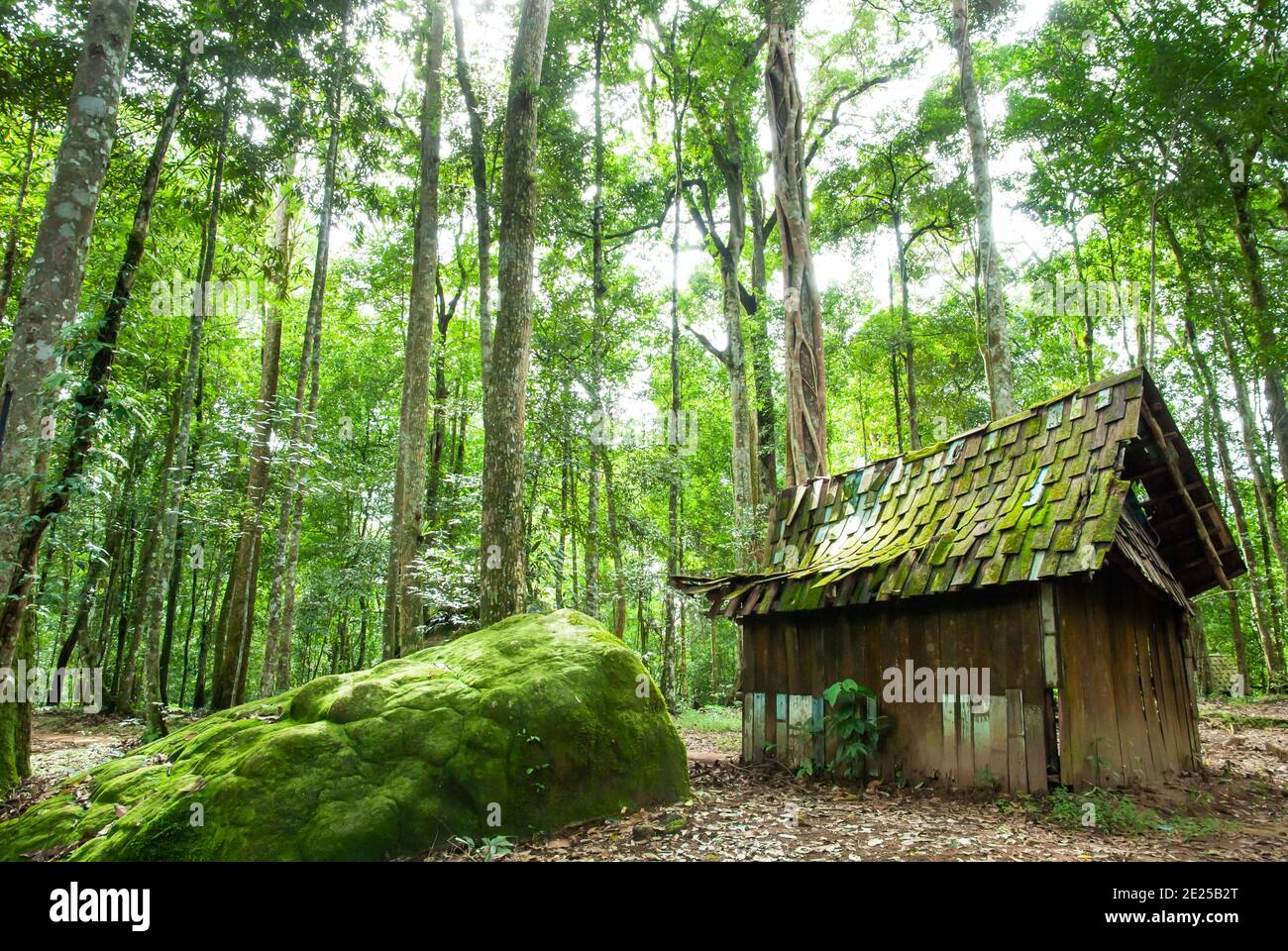 Une ancienne cabine en bois avec de la mousse luxuriante et du lichen sur le toit en bois, ancienne cabine en bois abandonnée dans une forêt tropicale au printemps. Banque D'Images