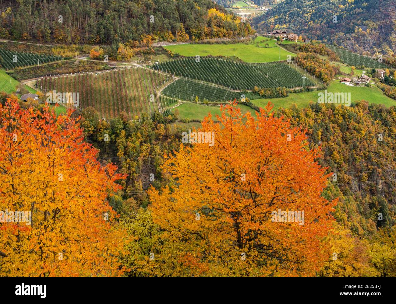 Les cerisiers rouges en automne colorent la route de campagne autour de la vallée d'Isarco dans le Tyrol du Sud, norther italie - vallée d'Eisacktal - Banque D'Images
