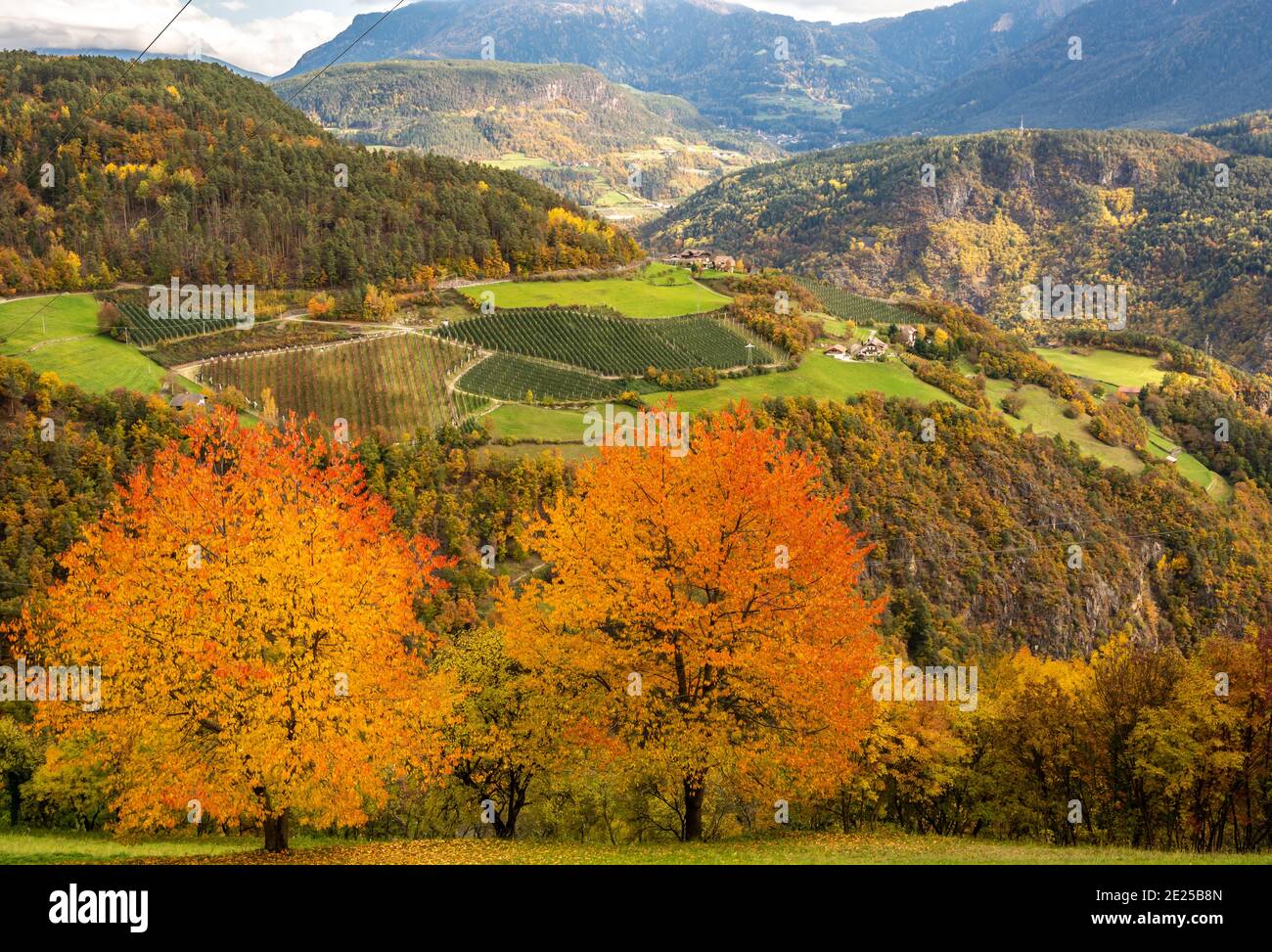 Les cerisiers rouges en automne colorent la route de campagne autour de la vallée d'Isarco dans le Tyrol du Sud, norther italie - vallée d'Eisacktal - Banque D'Images
