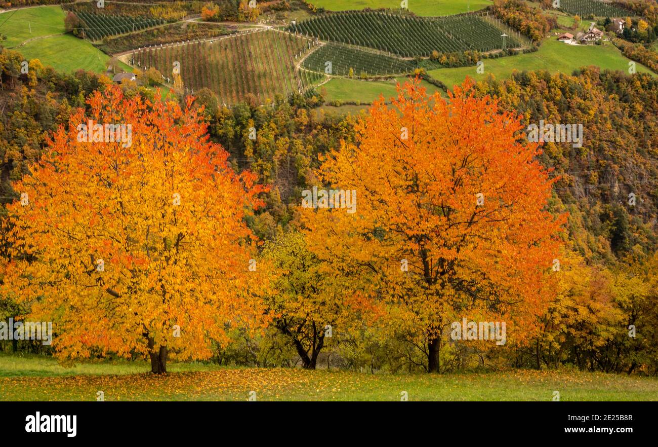 Les cerisiers rouges en automne colorent la route de campagne autour de la vallée d'Isarco dans le Tyrol du Sud, norther italie - vallée d'Eisacktal - Banque D'Images
