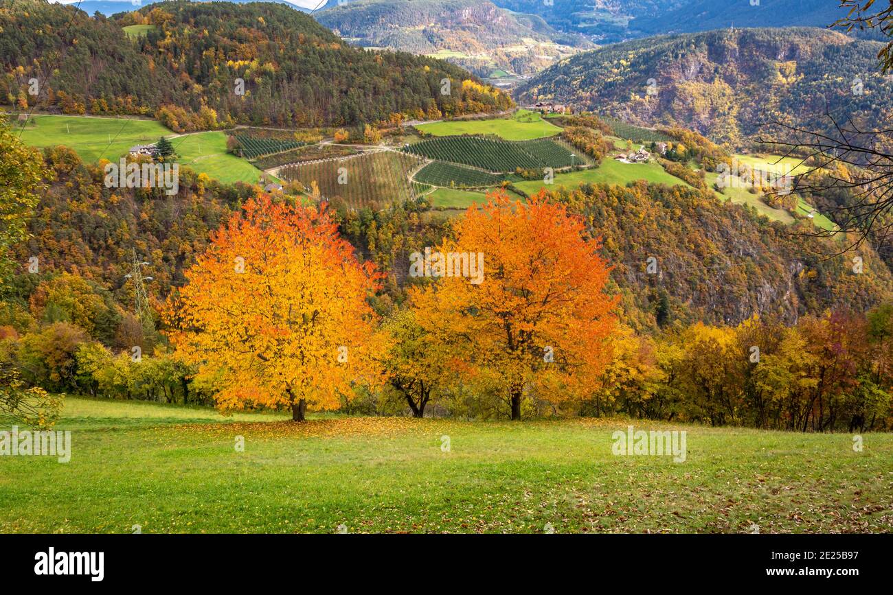 Les cerisiers rouges en automne colorent la route de campagne autour de la vallée d'Isarco dans le Tyrol du Sud, norther italie - vallée d'Eisacktal - Banque D'Images