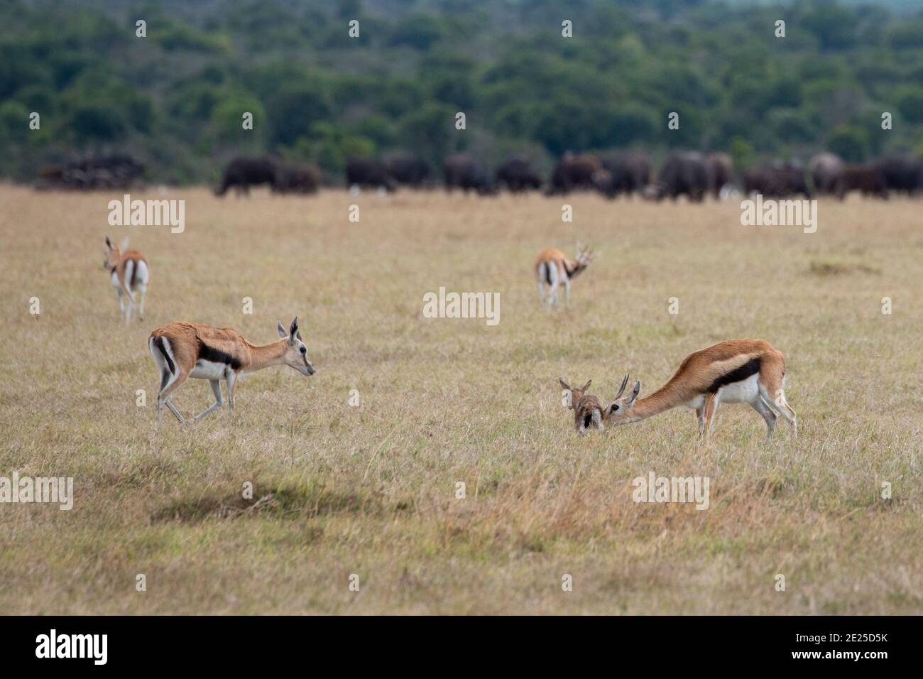 Afrique, Kenya, OL Pejeta Conservancy. Gazelle de Thomson avec fraon nouveau-né (Gazella thomsonii) avec buffle africain (SAUVAGE : Syncerus caffer) Banque D'Images