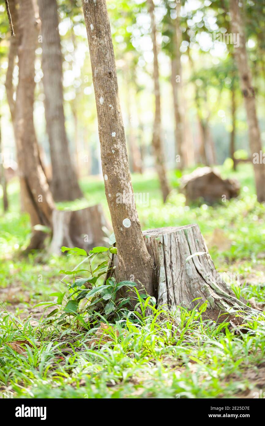 Forte croissance de teck dans la souche morte de l'arbre de teck, mort ou vivant. Concept de survie. Banque D'Images