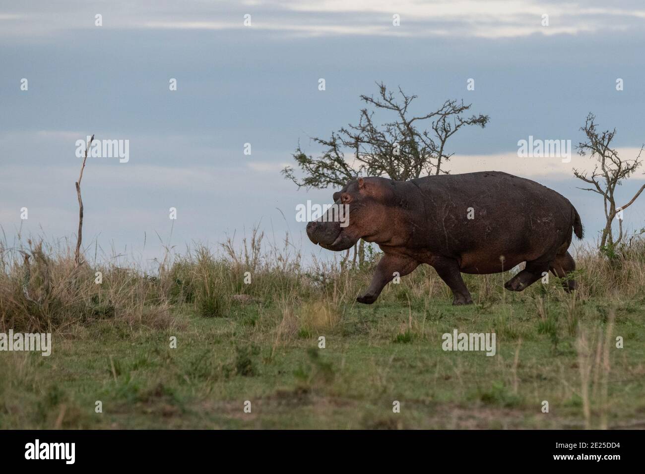 Afrique, Kenya, plaines du Serengeti du Nord, Maasai Mara. Seul hippopotame sur terre. Banque D'Images