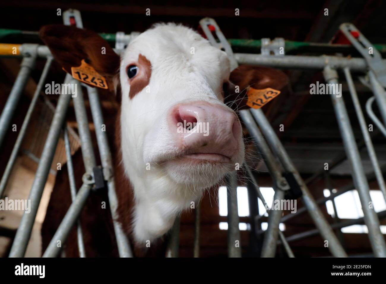 Ferme traditionnelle dans les Alpes françaises. Jeune veau dans une enceinte sélectionnée pour la viande de veau. France. Banque D'Images