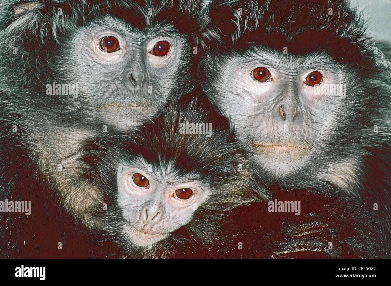 Un groupe familial de singes-feuilles argentés (Presbytis cristatus) d'Asie du Sud-est. Aussi connu sous le nom de Silvery Lutungs. Banque D'Images