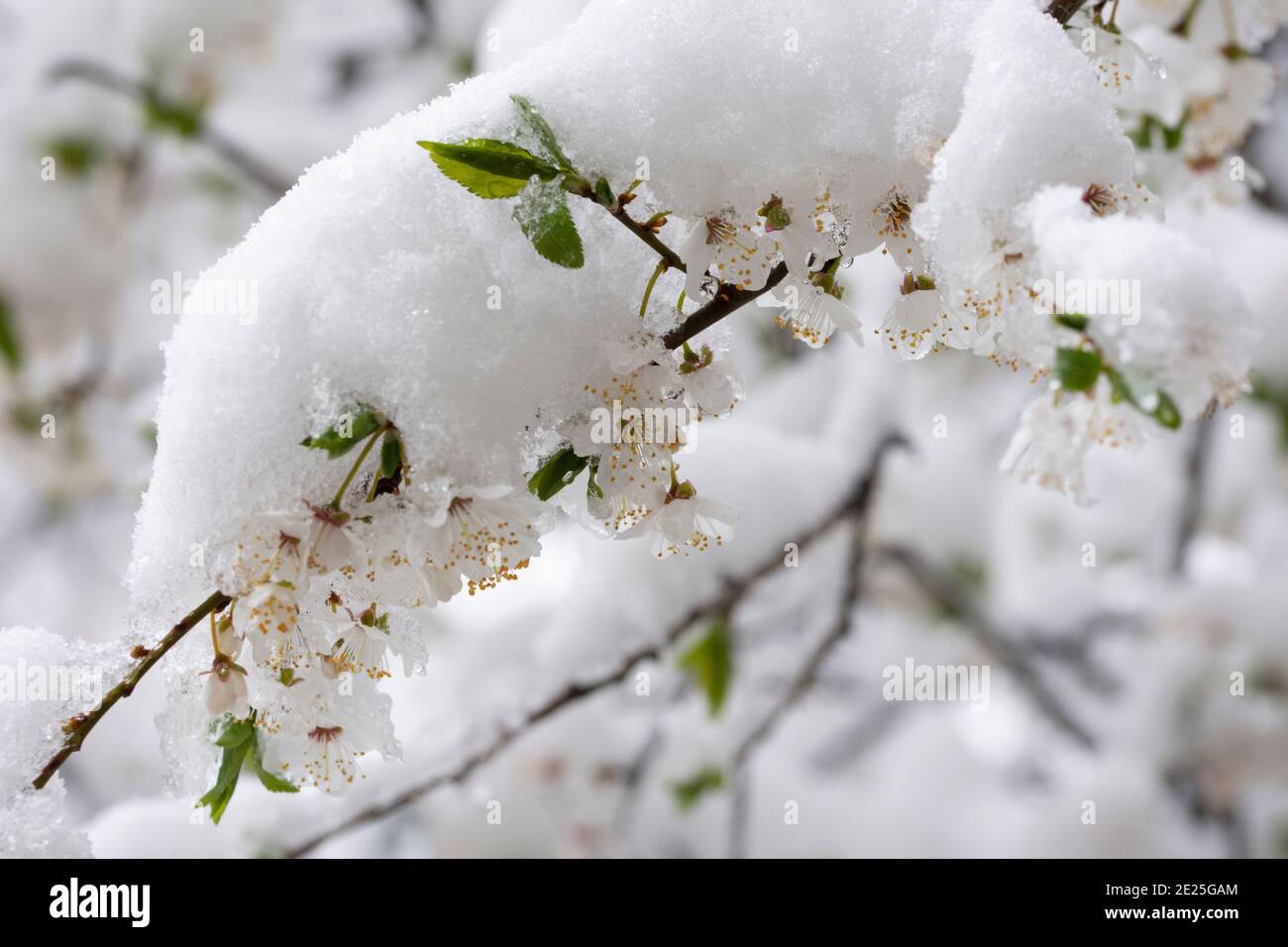 Branches fleuris recouvertes de neige. Saison d'hiver et concept Frost. Banque D'Images