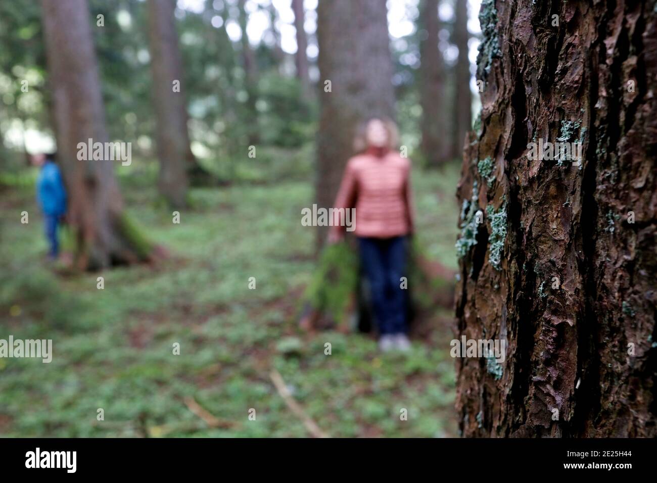 Thérapie de la nature. Qi Gong et bain de forêt, également connu sous le nom de Shinrin-Yoku. France. Banque D'Images