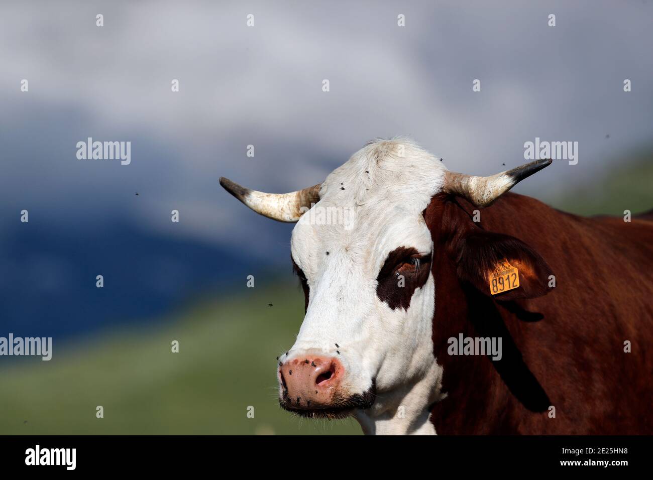 Vache d'abondance dans les Alpes françaises. Le lait est utilisé pour produire du fromage tel que le reblochon, l'abondance et le tome. France. Banque D'Images