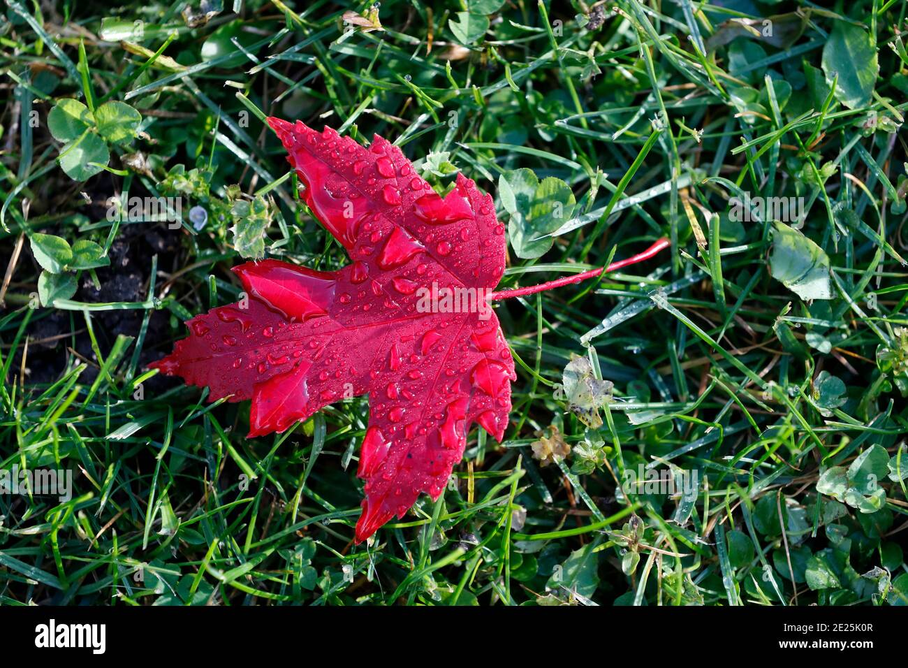 Feuille d'érable rouge avec gouttes d'eau. Automne. France. Banque D'Images