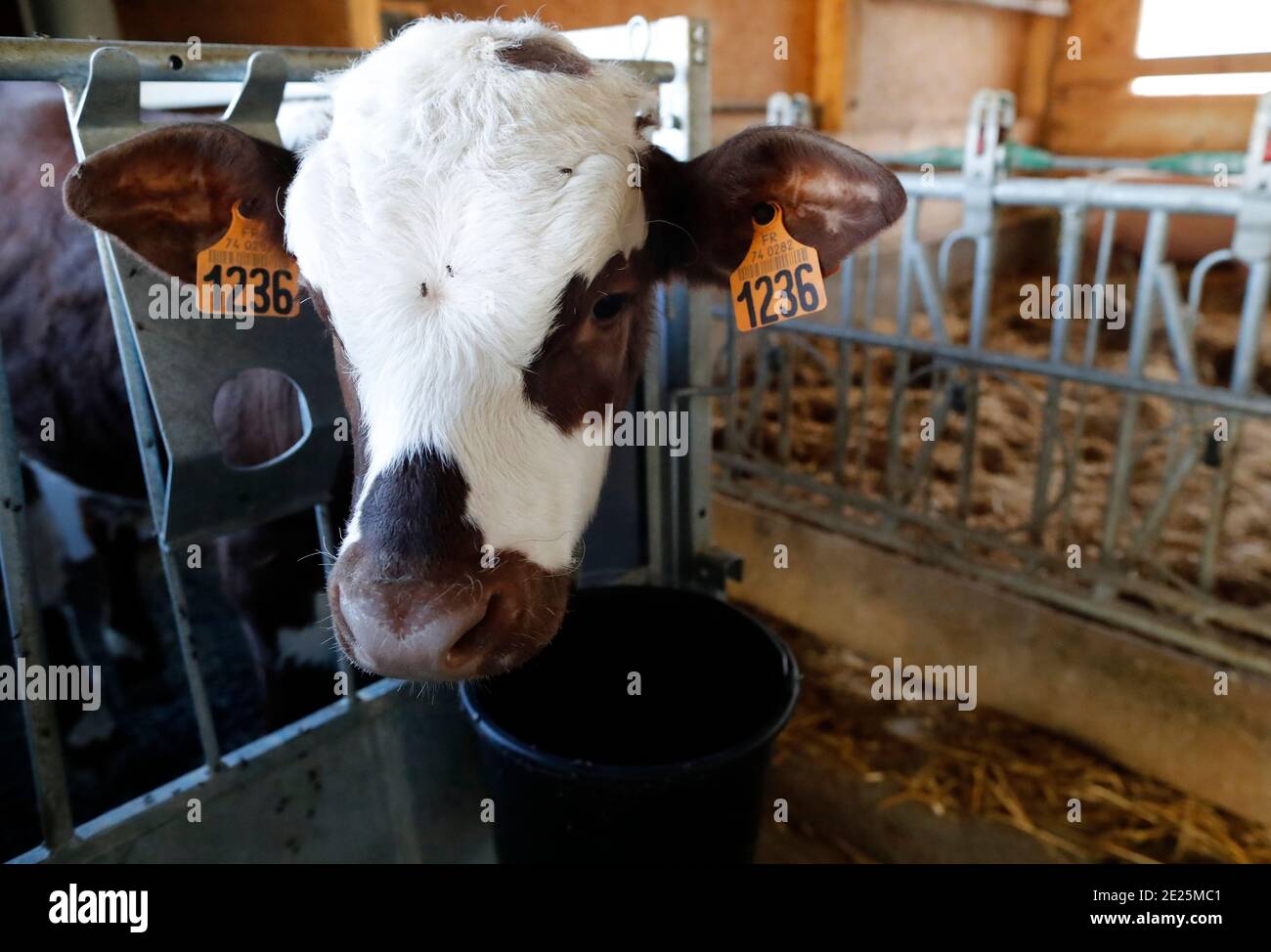 Ferme traditionnelle dans les Alpes françaises. Jeune veau dans une enceinte sélectionnée pour la viande de veau. France. Banque D'Images
