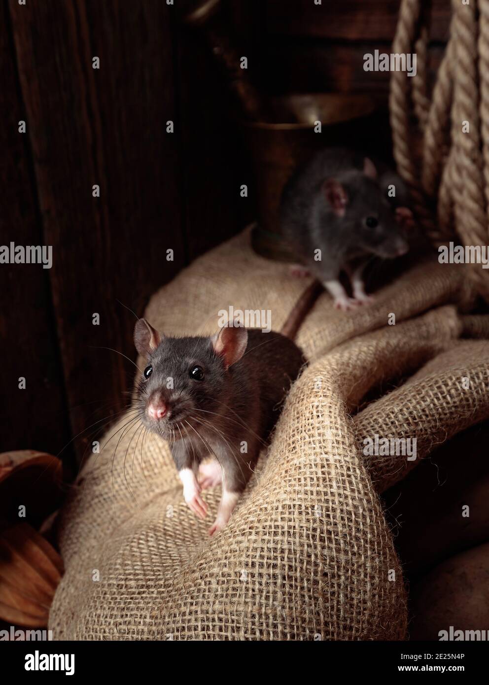 Deux rats dans une ancienne grange avec pommes de terre. Banque D'Images
