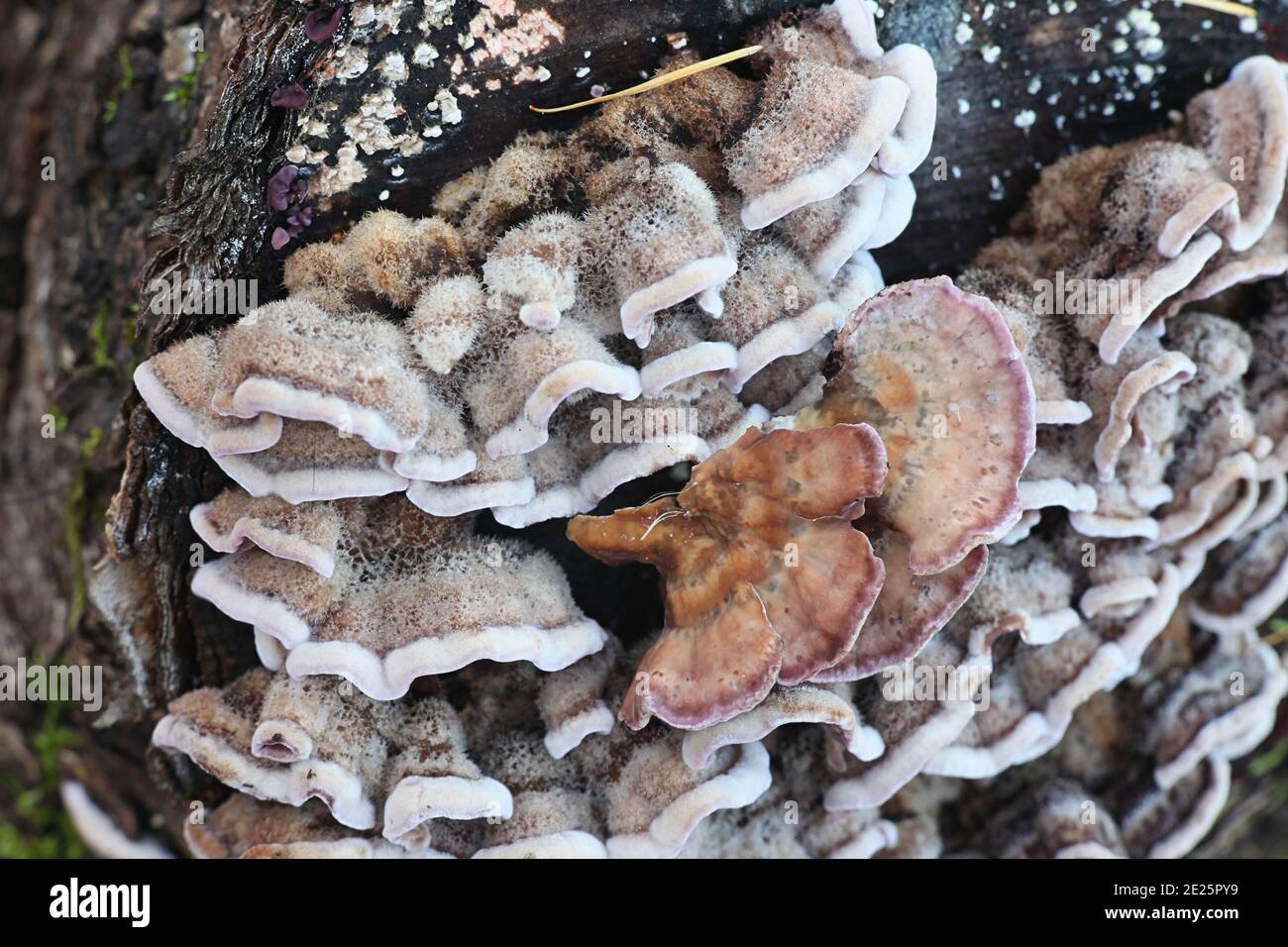 Chondrostereum purpurum, communément appelé champignon siverleaf, utilisé comme agent de contrôle biologique pour l'épi de souche Banque D'Images