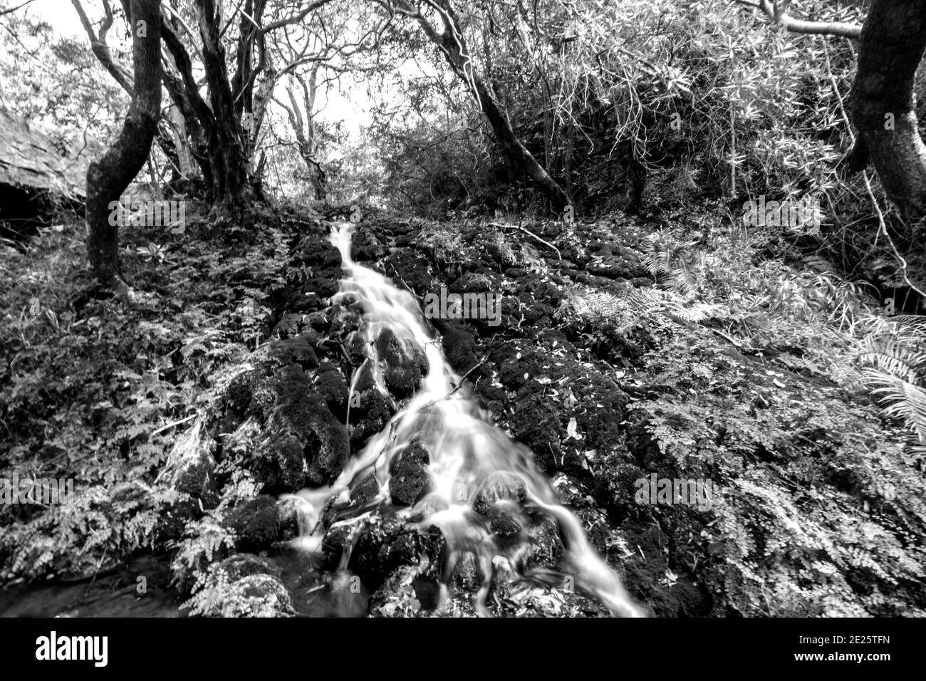 Photo en noir et blanc d'une petite cascade, en cascade d'un dépôt épais de roche tufa, recouverte de mousse et de fougères, dans la rivière Kadishi, au bord de Banque D'Images