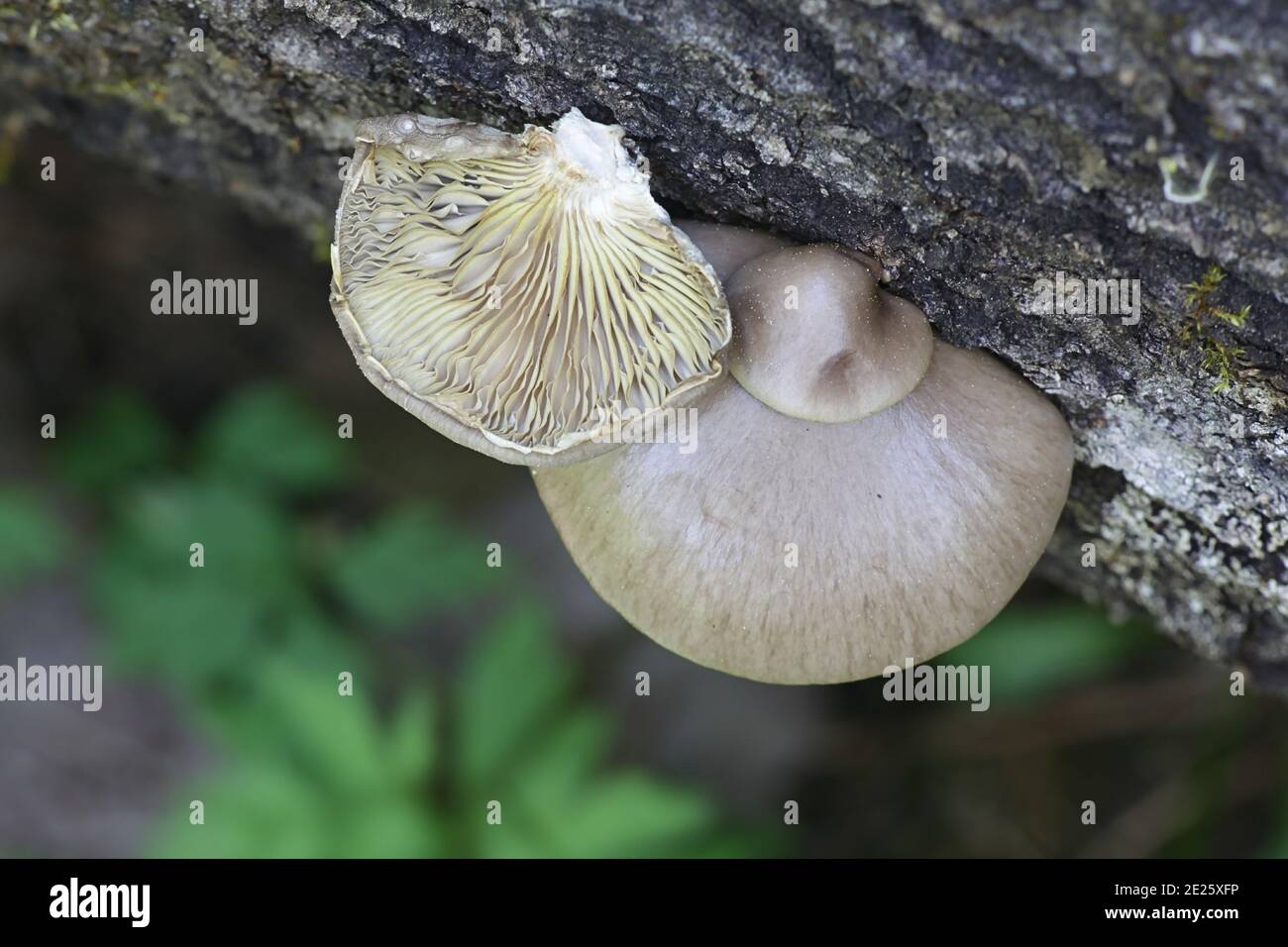 Pleurotus calyptratus, un champignon huître de Finlande sans nom anglais commun Banque D'Images
