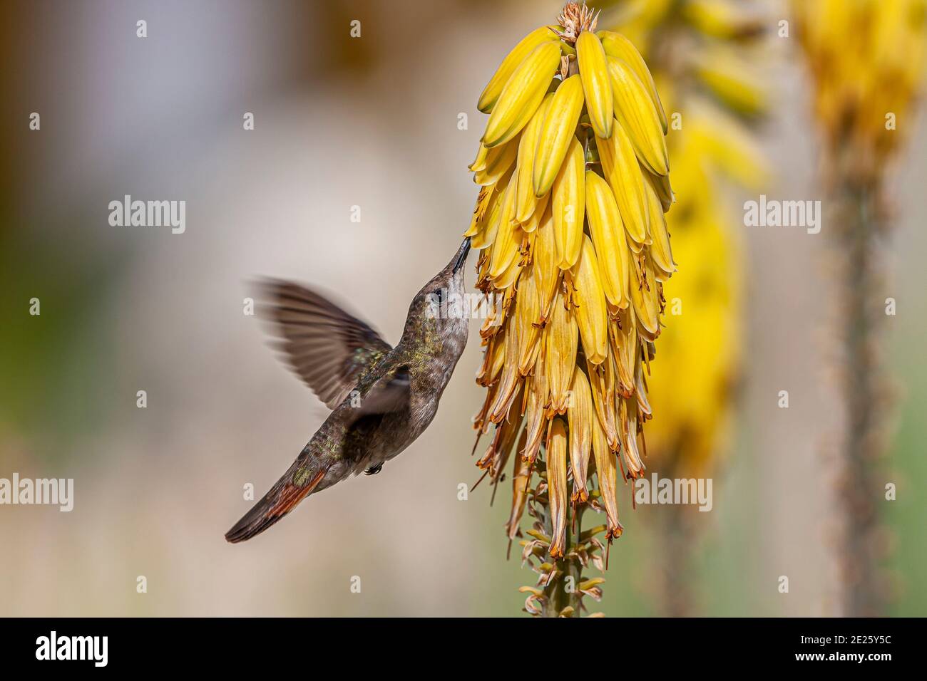 ruby-topaz colibri, Chrysolampis moustiques, communément appelé simplement le rubis topaz, est un petit oiseau qui se reproduit dans les Petites Antilles Banque D'Images