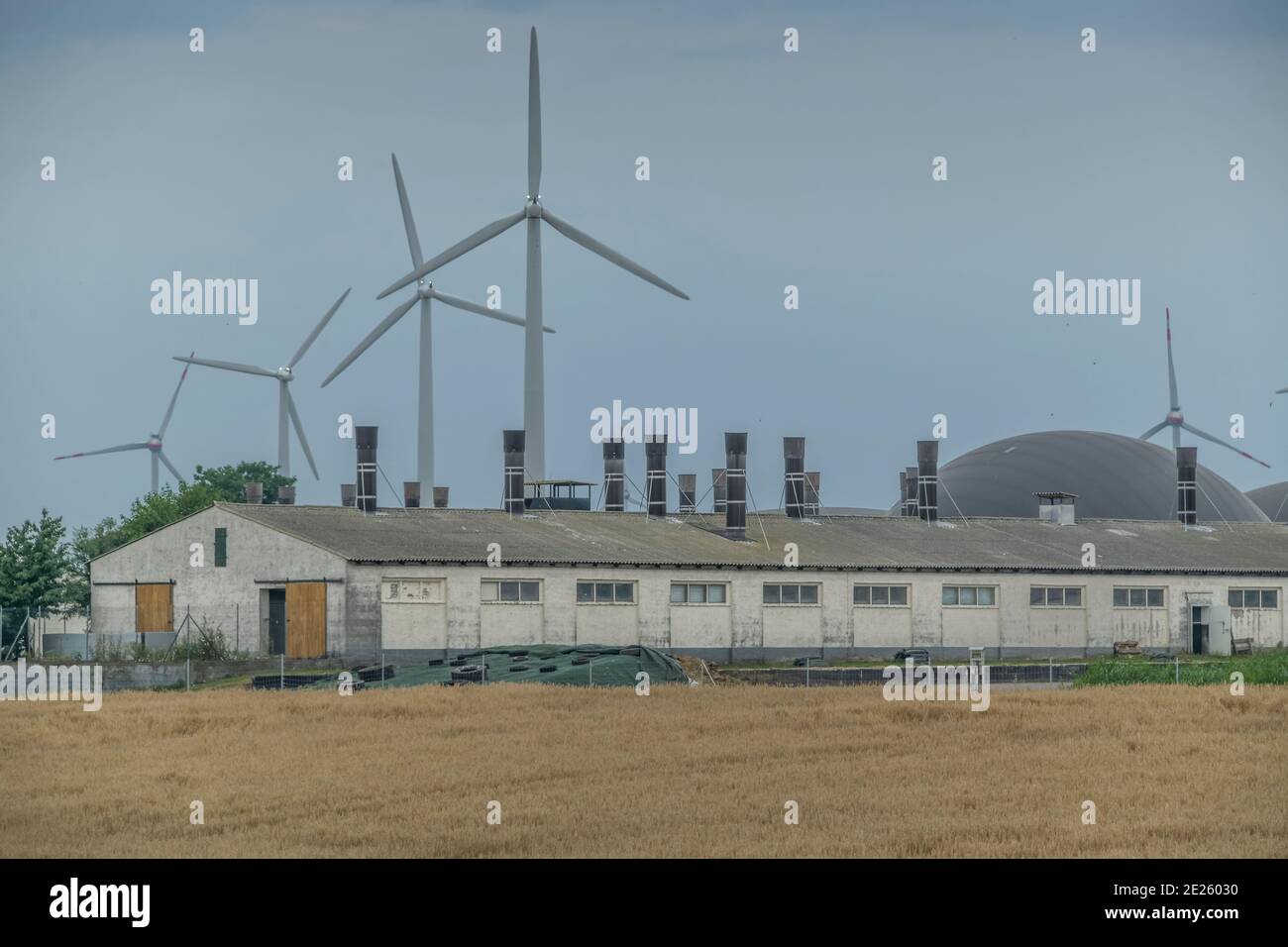 Viehställe im Landkreis Oder-Spree, Brandebourg, Allemagne Banque D'Images