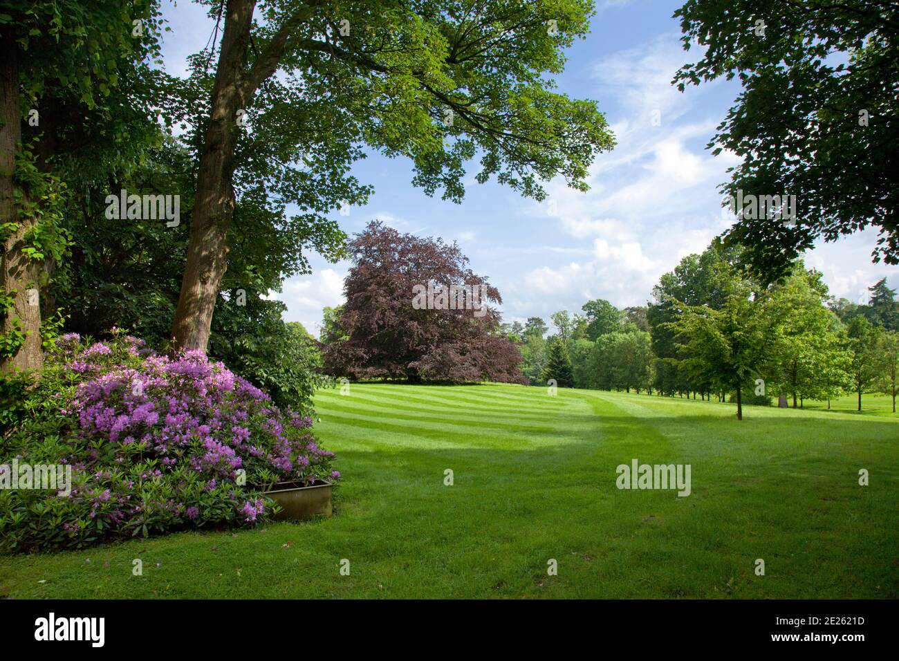 Grande pelouse à rayures avec azalées pourpres et arbres Banque D'Images