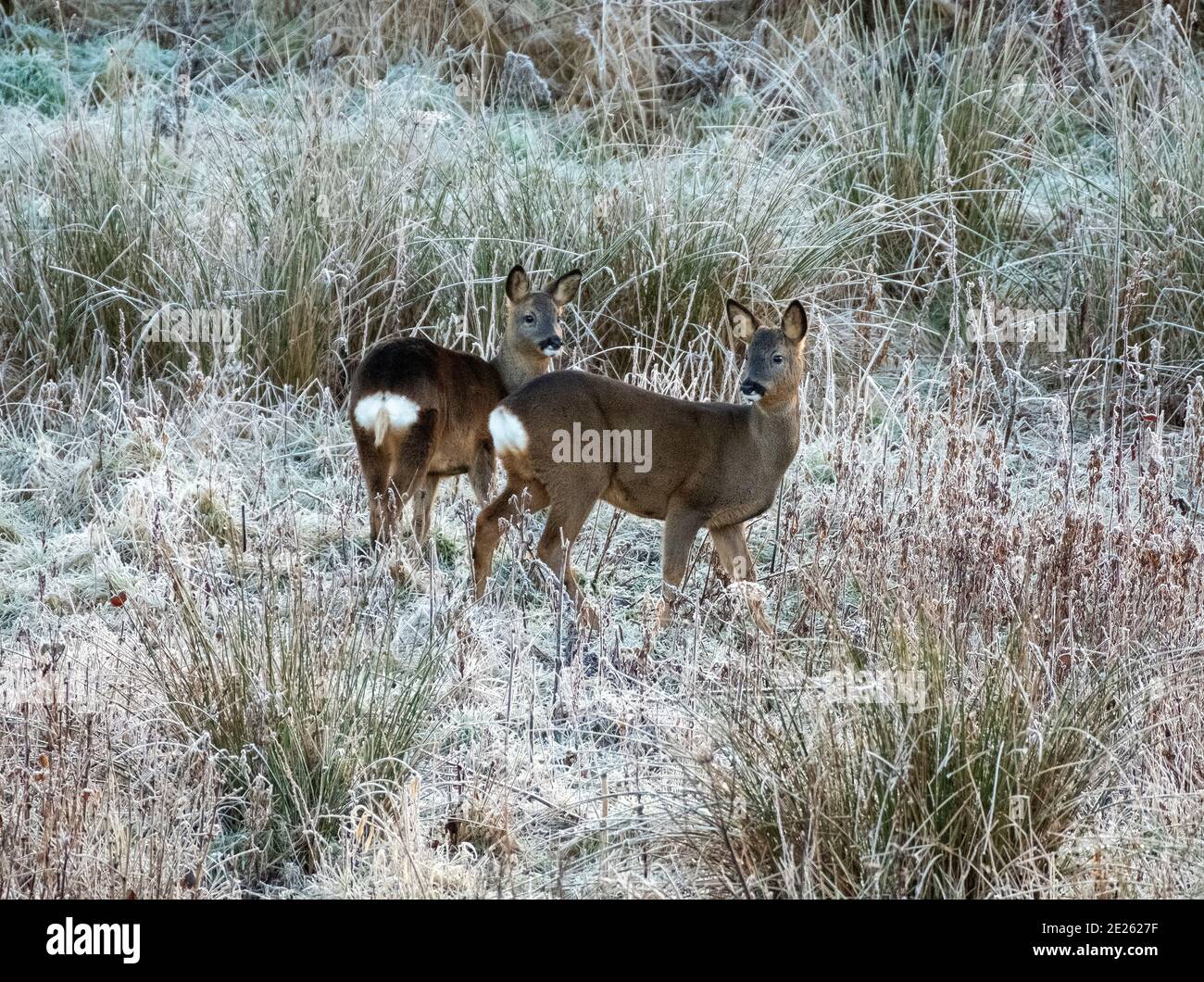 Almondell, West Lothian, Écosse, Royaume-Uni. Météo, le 12 janvier 2021. Cerf sauvage de Roe broutant par une journée glacial dans le parc régional d'Almondell, Livingston West Lothian, Écosse, Royaume-Uni. . Crédit : Ian Rutherford/Alay Live News. Banque D'Images