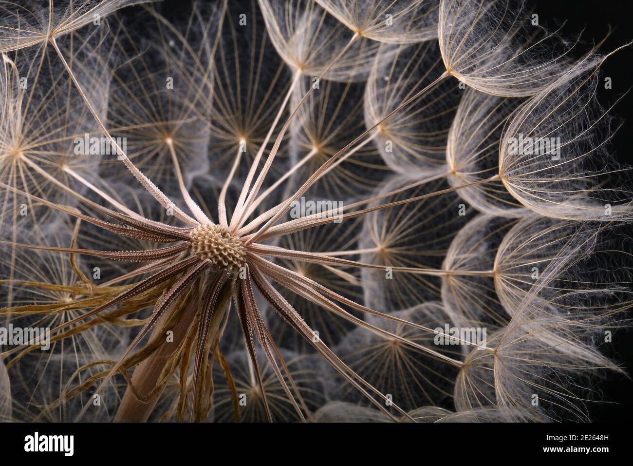 Un grand pissenlit fait de graines de mauvaises herbes croissant dans un environnement naturel Banque D'Images