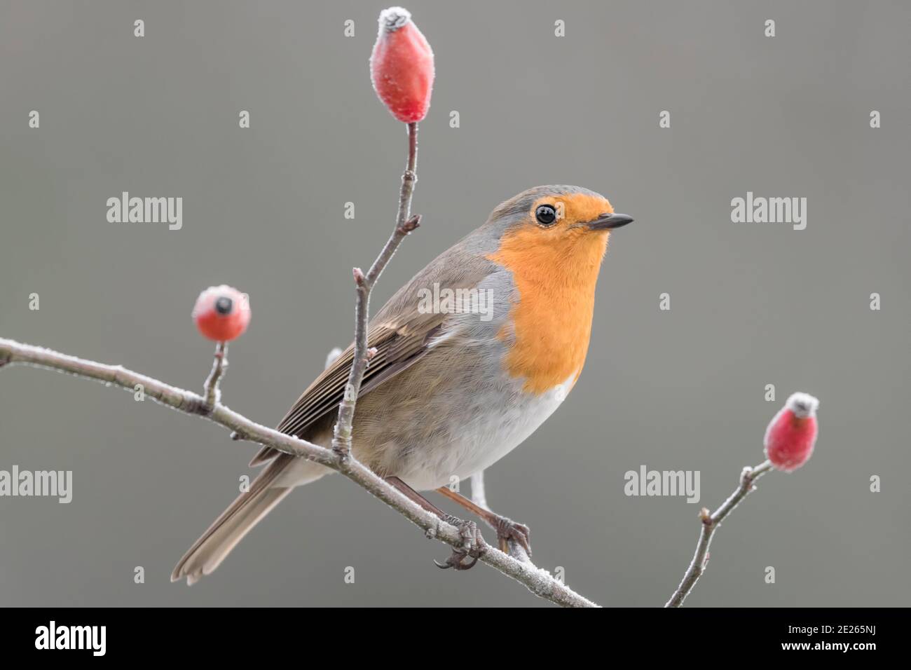 Portrait d'art de Robin on Twigg (erithacus rubecula) Banque D'Images