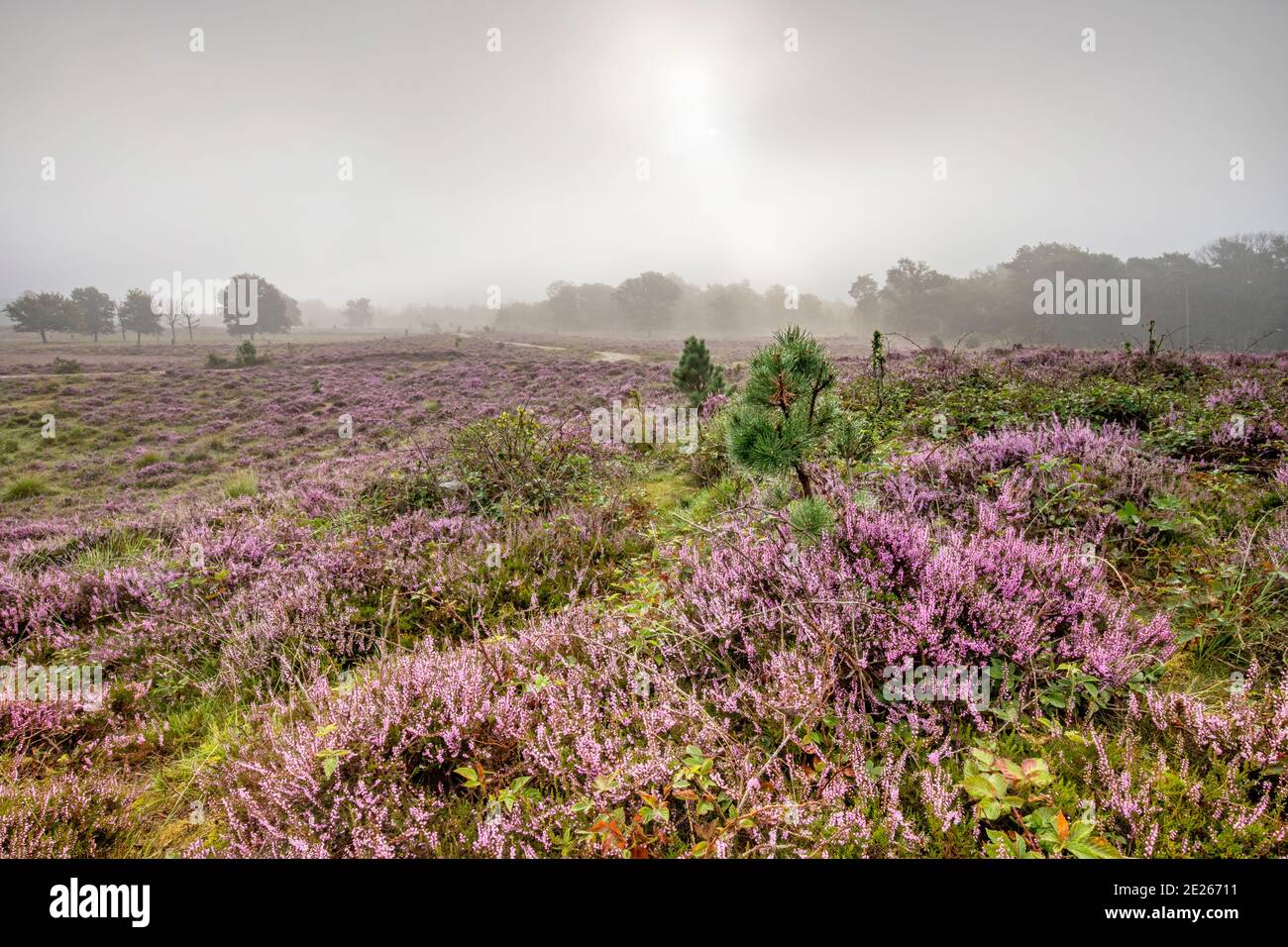 Heather fleurit sur la lande brumeuse à la fin de l'été dans la réserve naturelle Leersumse Veld, Utrecht, pays-Bas Banque D'Images