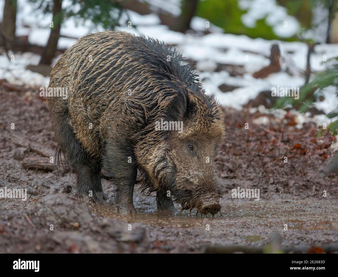 Sanglier (cochon sauvage eurasien, sus scrofa) pendant l'hiver en haute forêt. NP Bavarian Forest, enceinte. Europe, Allemagne, Bavière Banque D'Images