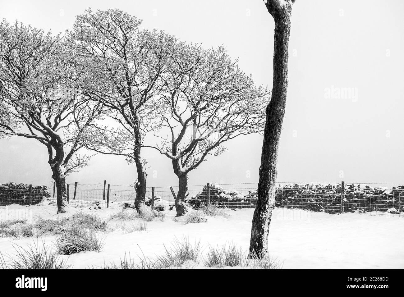 Milieu de l'hiver dans une forêt de Peak District Banque D'Images