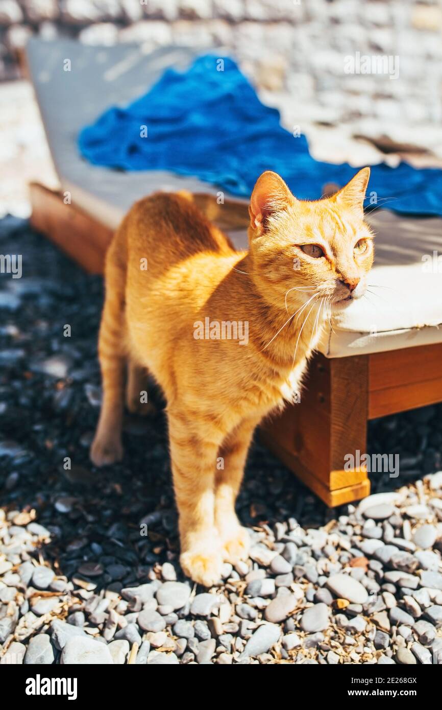 Mignon chat de gingembre se prélassant sur la plage dans la lumière soleil - station balnéaire - surexposition et abri pour animaux vacances Banque D'Images