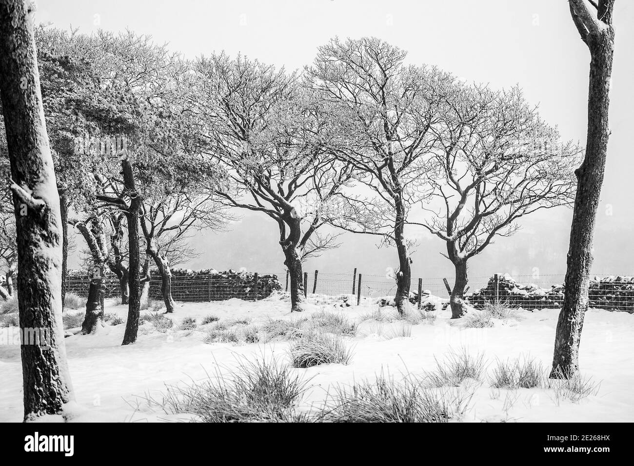 Milieu de l'hiver dans une forêt de Peak District Banque D'Images