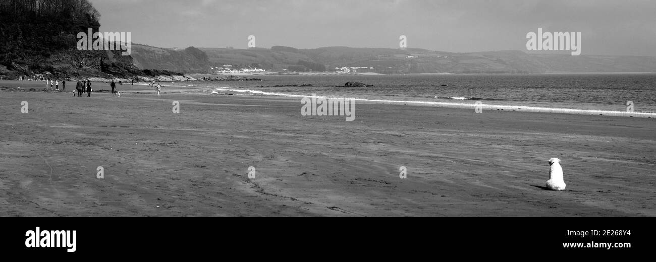 chien sur une plage Banque D'Images