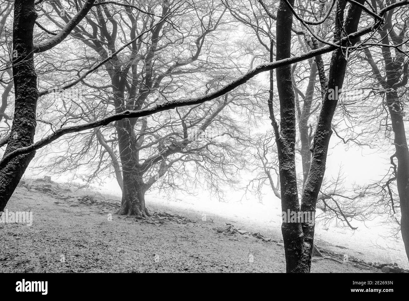 Milieu de l'hiver dans une forêt de Peak District Banque D'Images