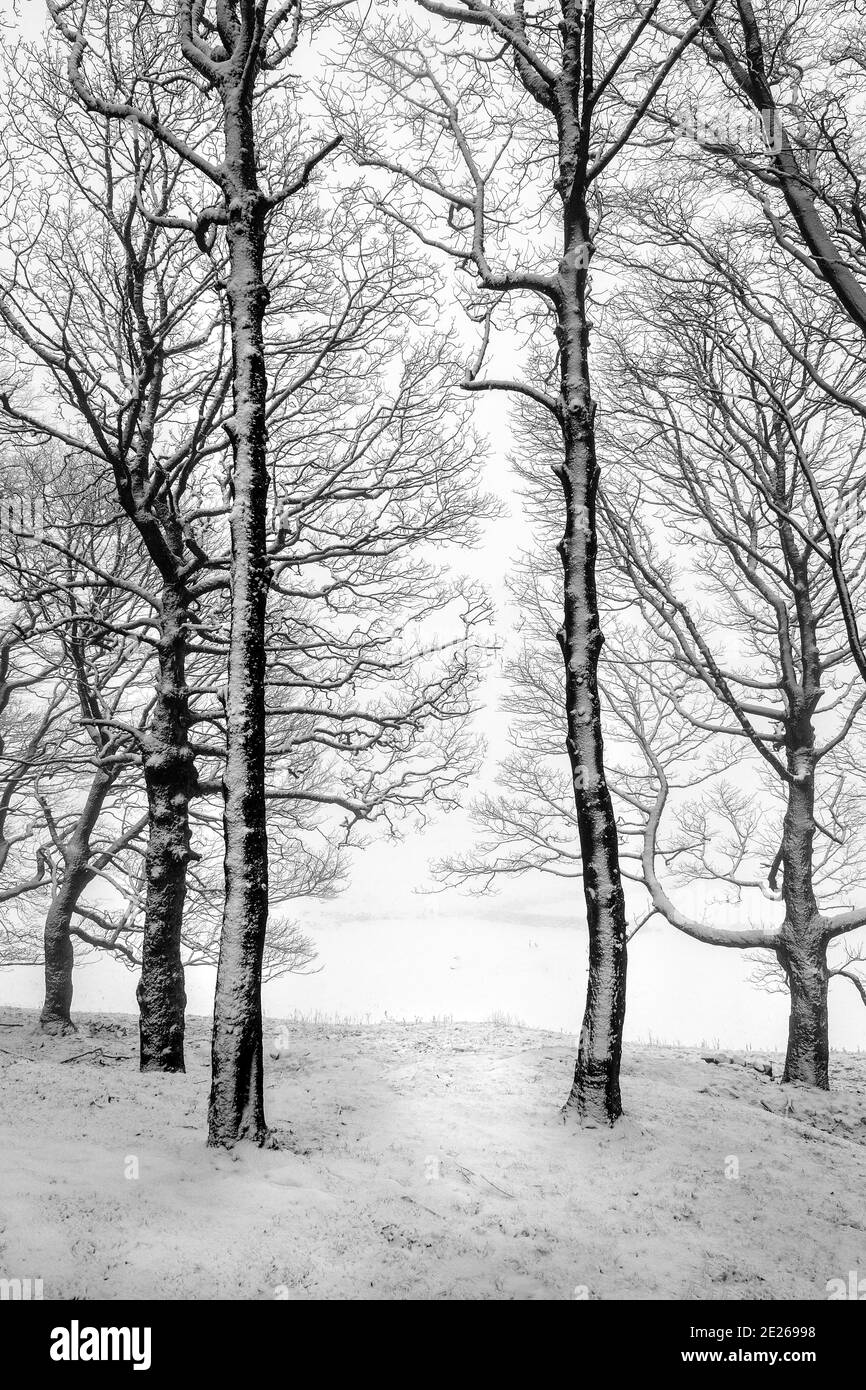 Milieu de l'hiver dans une forêt de Peak District Banque D'Images