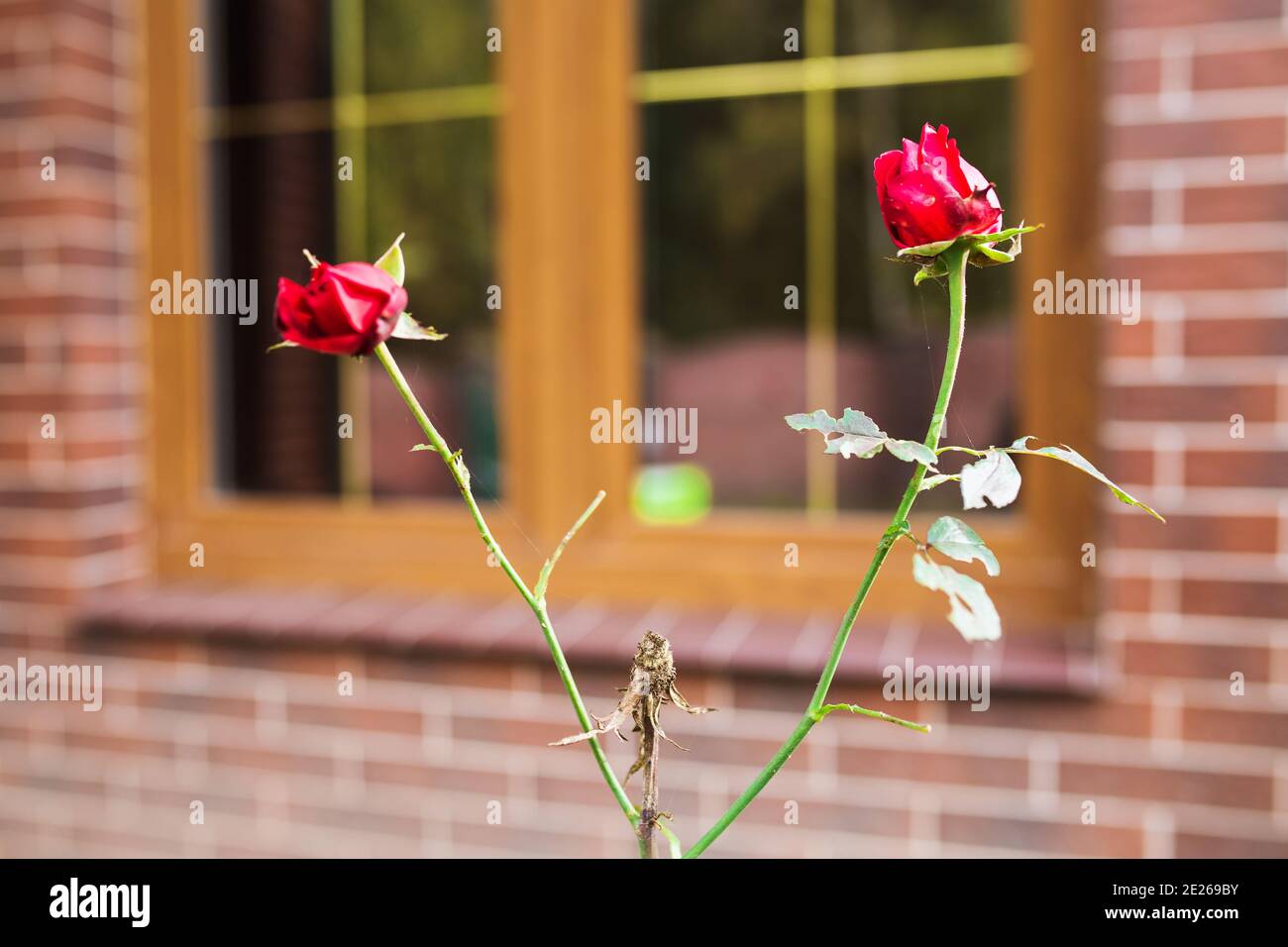 Lit de fleur sous la fenêtre de la maison dans le jardin - rose bush dans la serre Banque D'Images