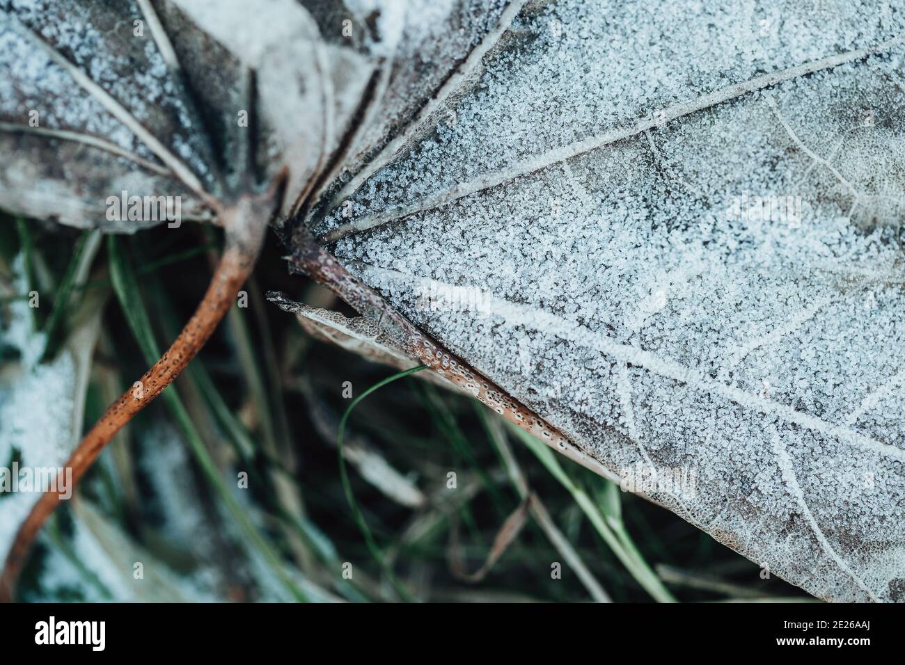 Givre sur les feuilles d'automne sèches - givre sur le sol au début de l'hiver - cristaux de glace Banque D'Images