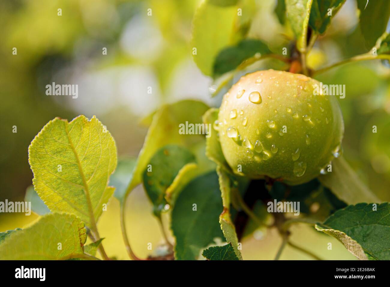 Pomme verte parfaite poussant sur l'arbre dans le verger de pomme biologique. Vue automnale sur le jardin de style campagnard. Nourriture saine vegan végétarien bébé manger con Banque D'Images