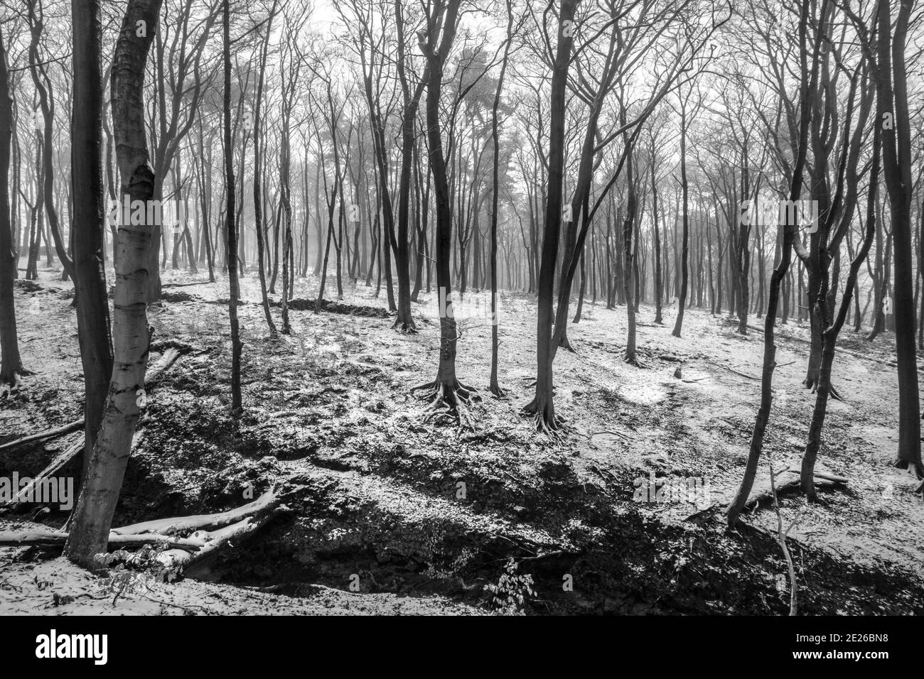 Milieu de l'hiver dans une forêt de Peak District Banque D'Images