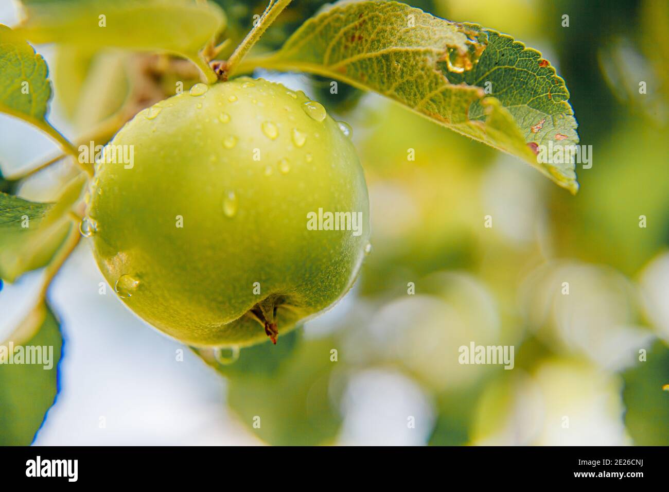 Pomme verte parfaite poussant sur l'arbre dans le verger de pomme biologique. Vue automnale sur le jardin de style campagnard. Nourriture saine vegan végétarien bébé manger con Banque D'Images