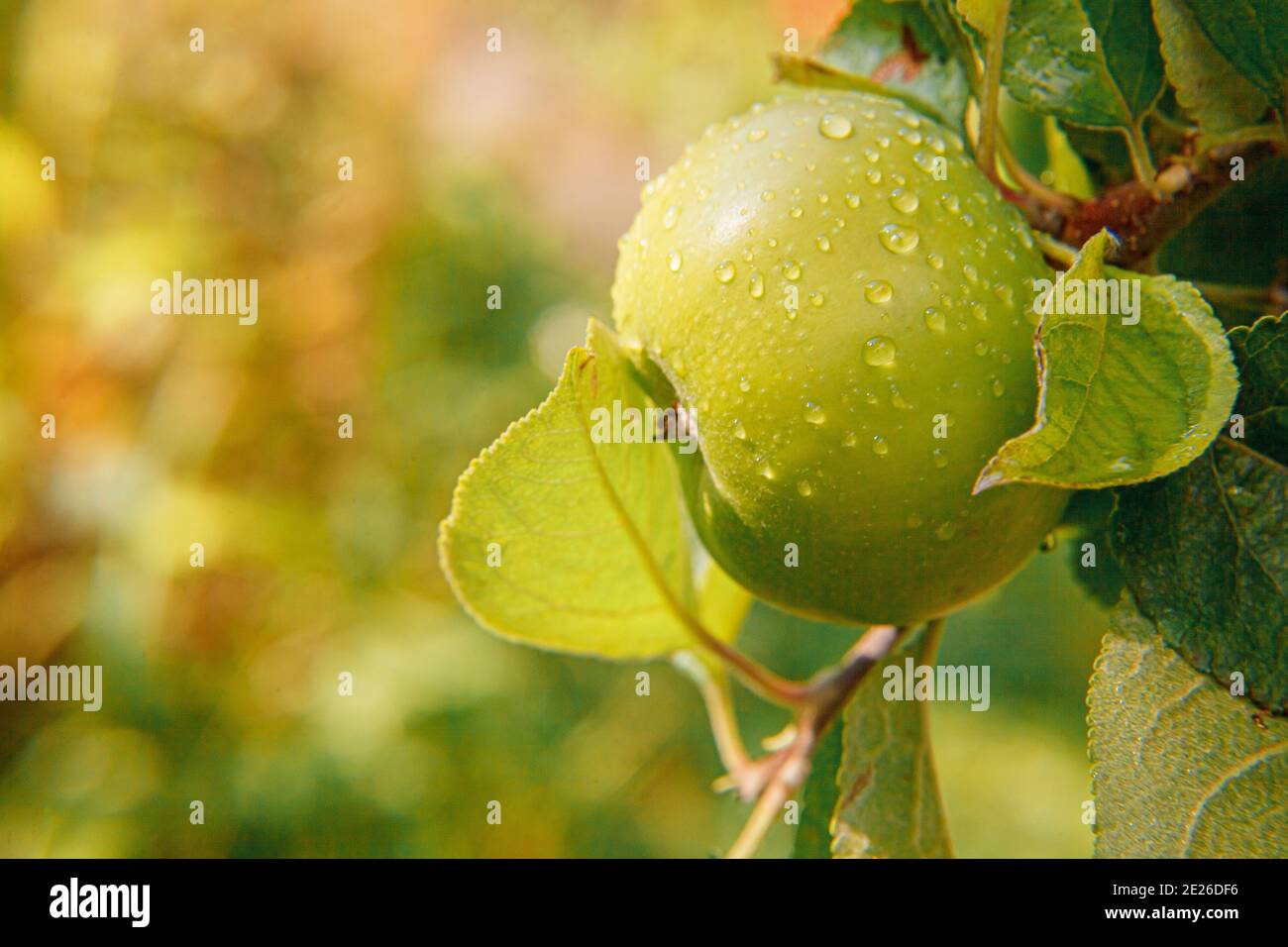 Pomme verte parfaite poussant sur l'arbre dans le verger de pomme biologique. Vue automnale sur le jardin de style campagnard. Nourriture saine vegan végétarien bébé manger con Banque D'Images