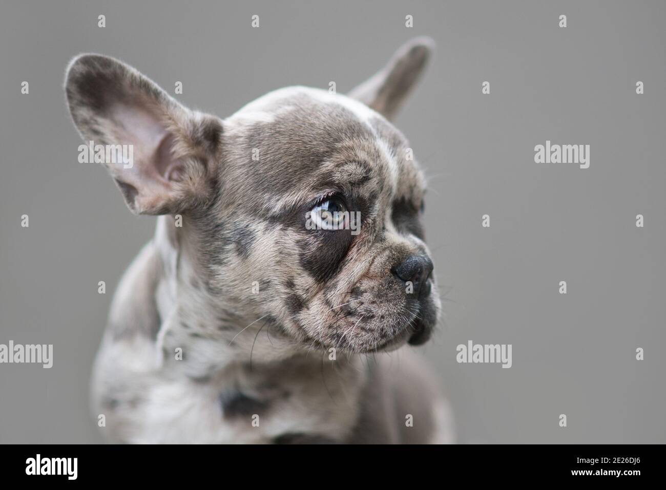 Chien de Bulldog français de couleur Merle, chiot avec des taches marbrées  avant de l'arrière-plan gris Photo Stock - Alamy