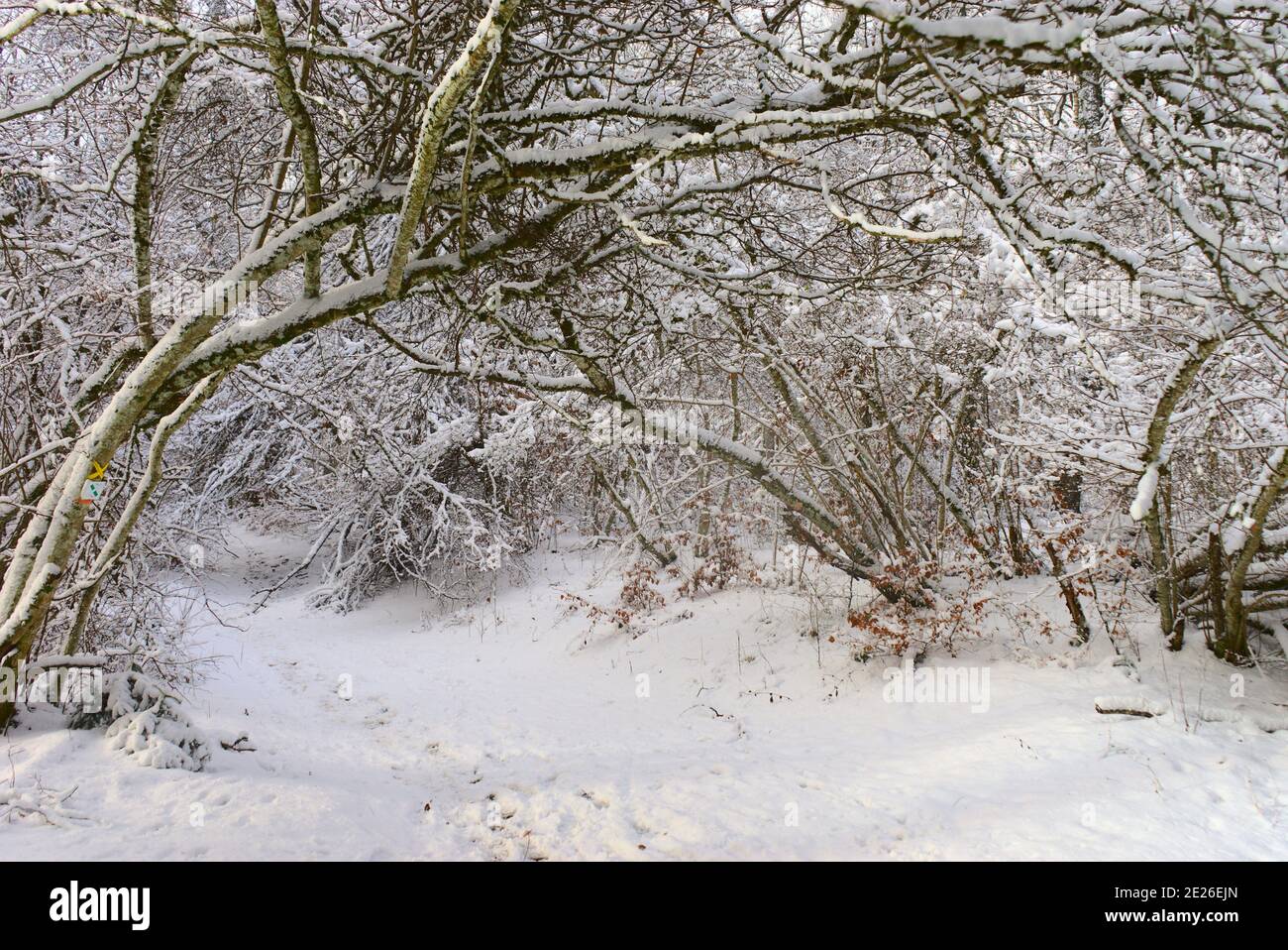 Forêt, paysage hivernal enneigé en Auvergne, Puy-de-Dome Banque D'Images