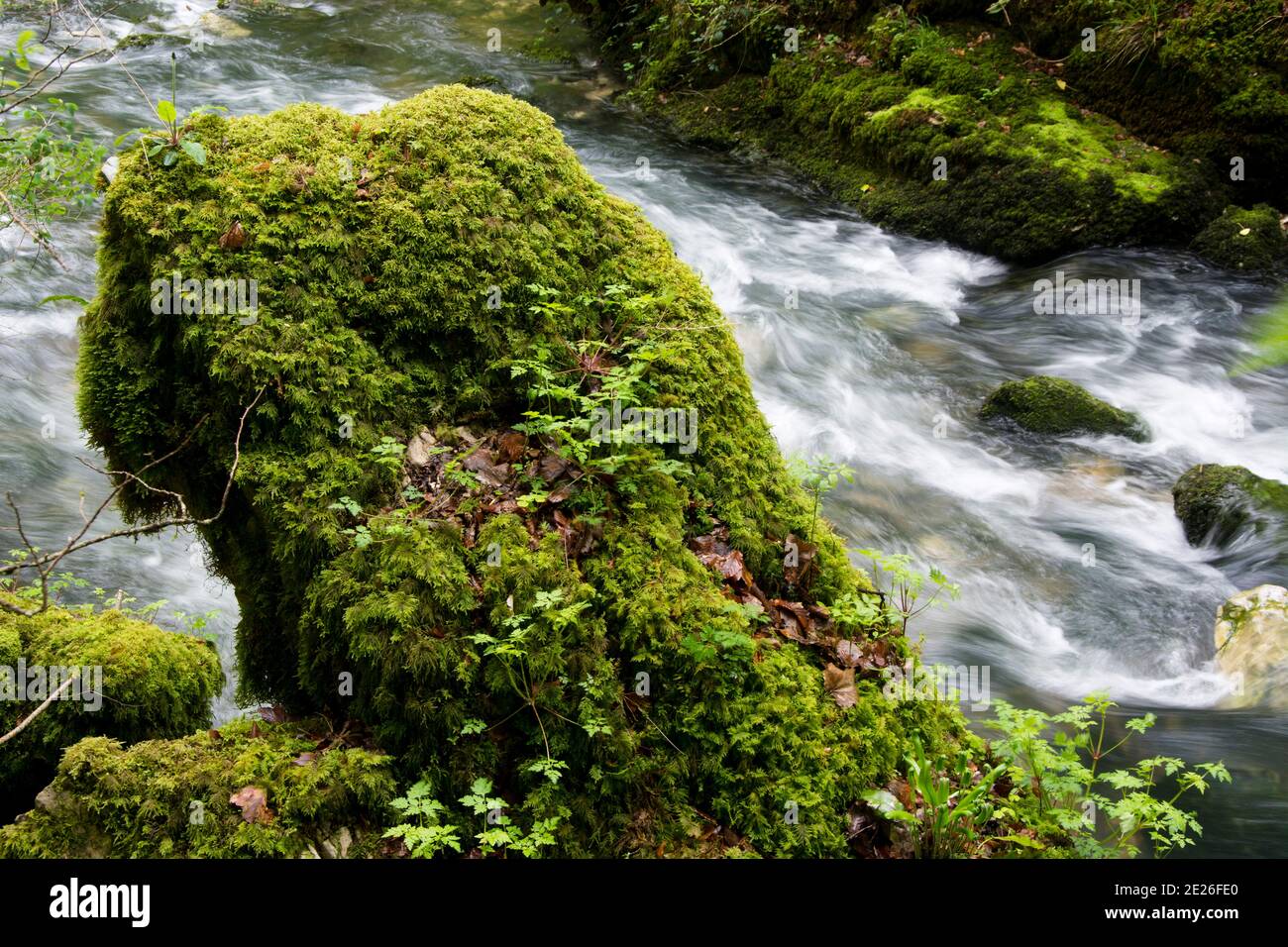 Moosüberwachsene Felsen und Bäume entlang des Pontet, einem Zufluss der Loue Banque D'Images