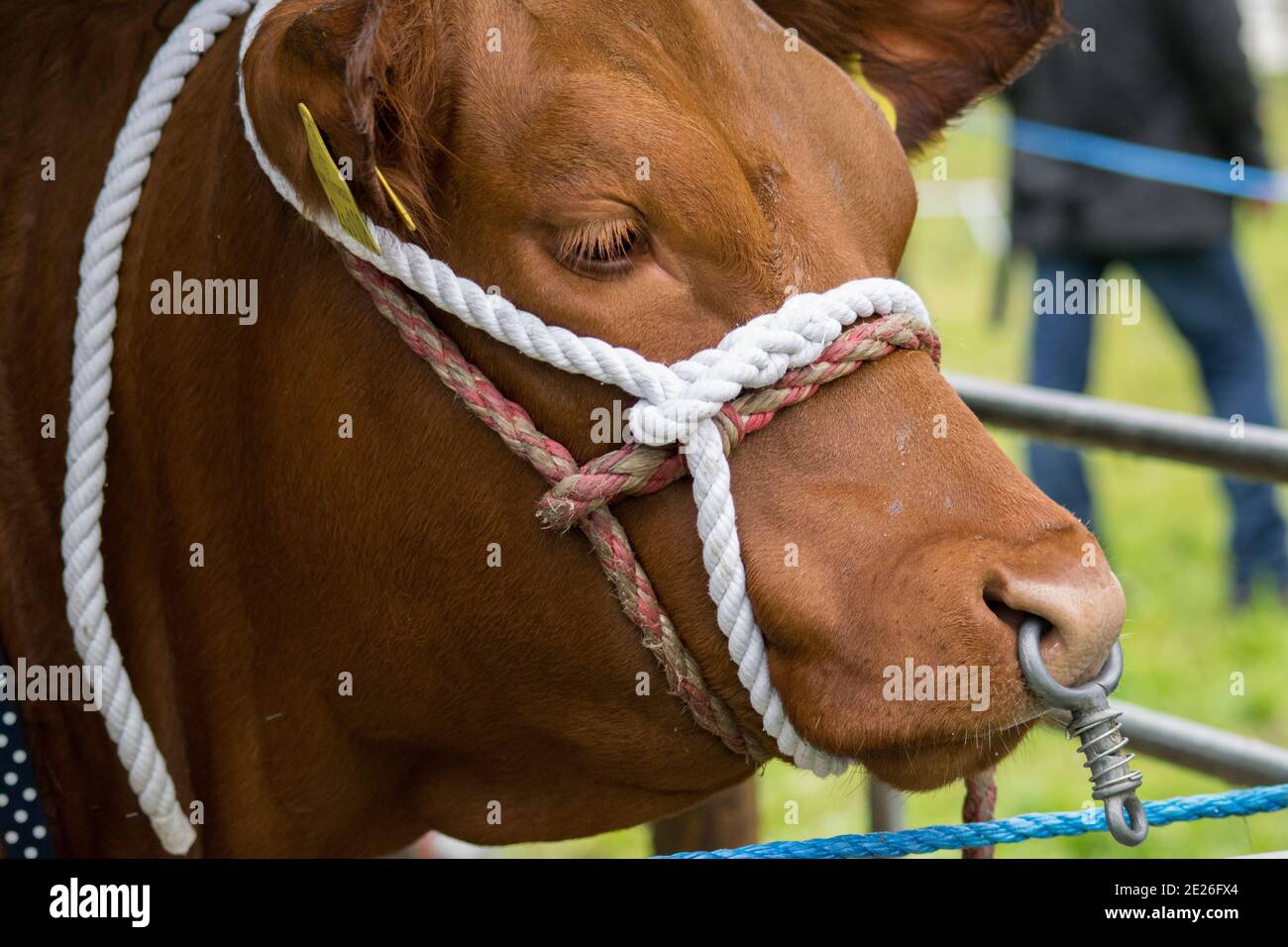 Bétail de race rare lors d'un salon agricole Banque D'Images