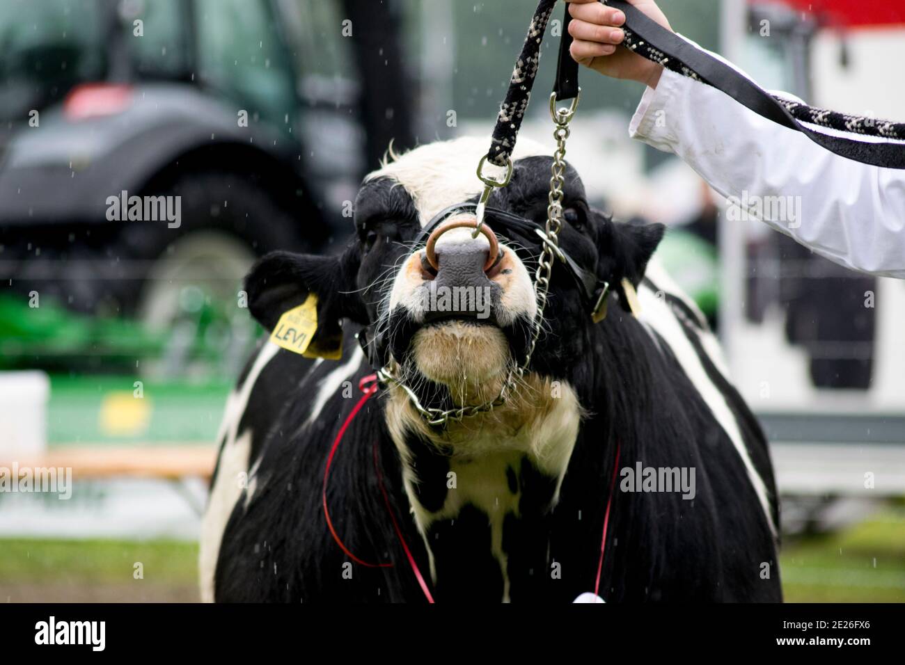 Bétail de race rare lors d'un salon agricole Banque D'Images