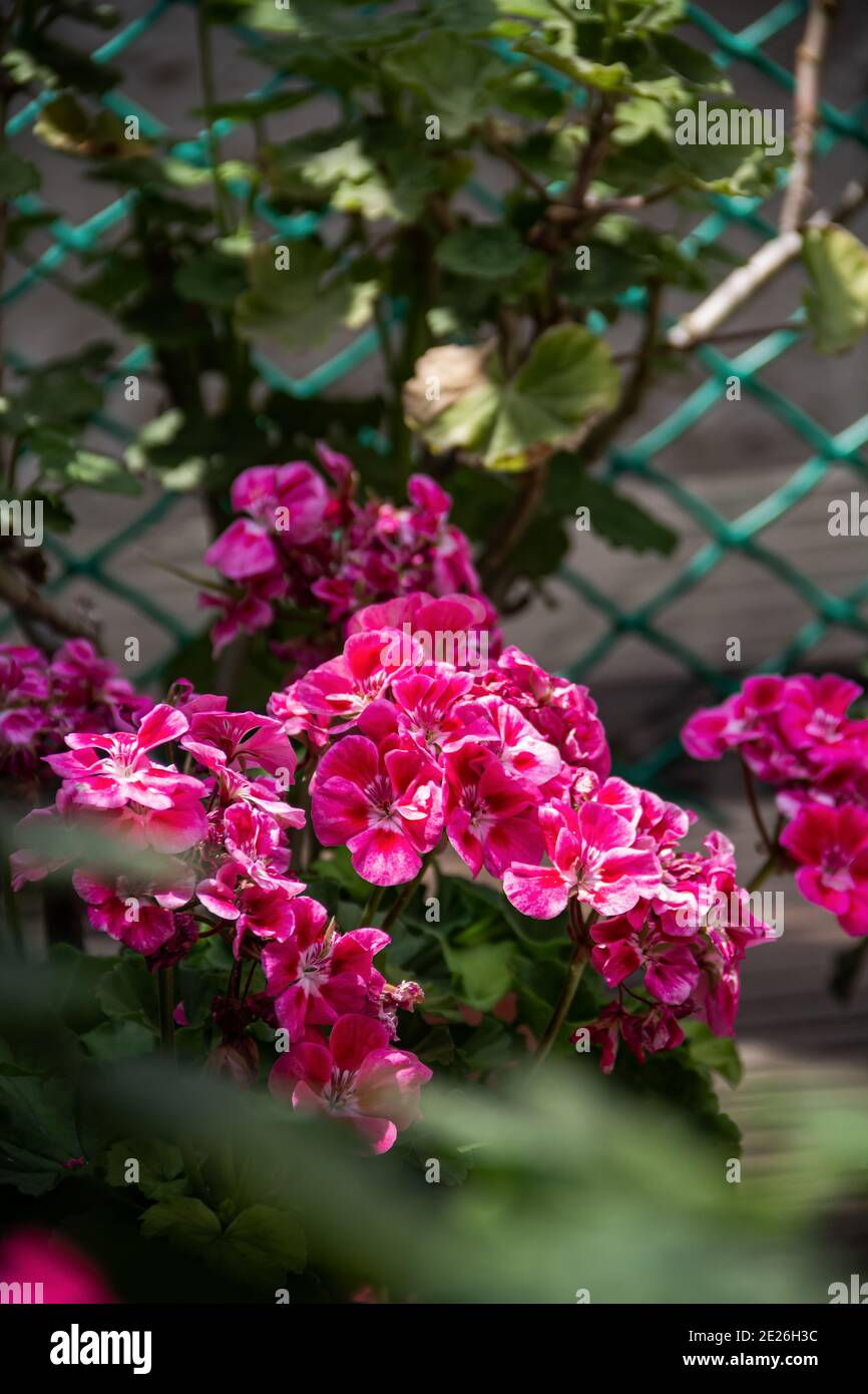 Belles fleurs de pélargonium rose dans un pot. Maison d'été jardin et Floristics, climat approprié pour l'élevage des lits de fleurs. Banque D'Images