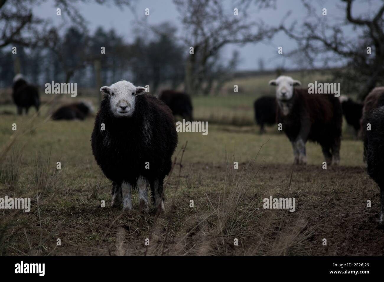 Moutons Herdwick dans le Lake District Banque D'Images